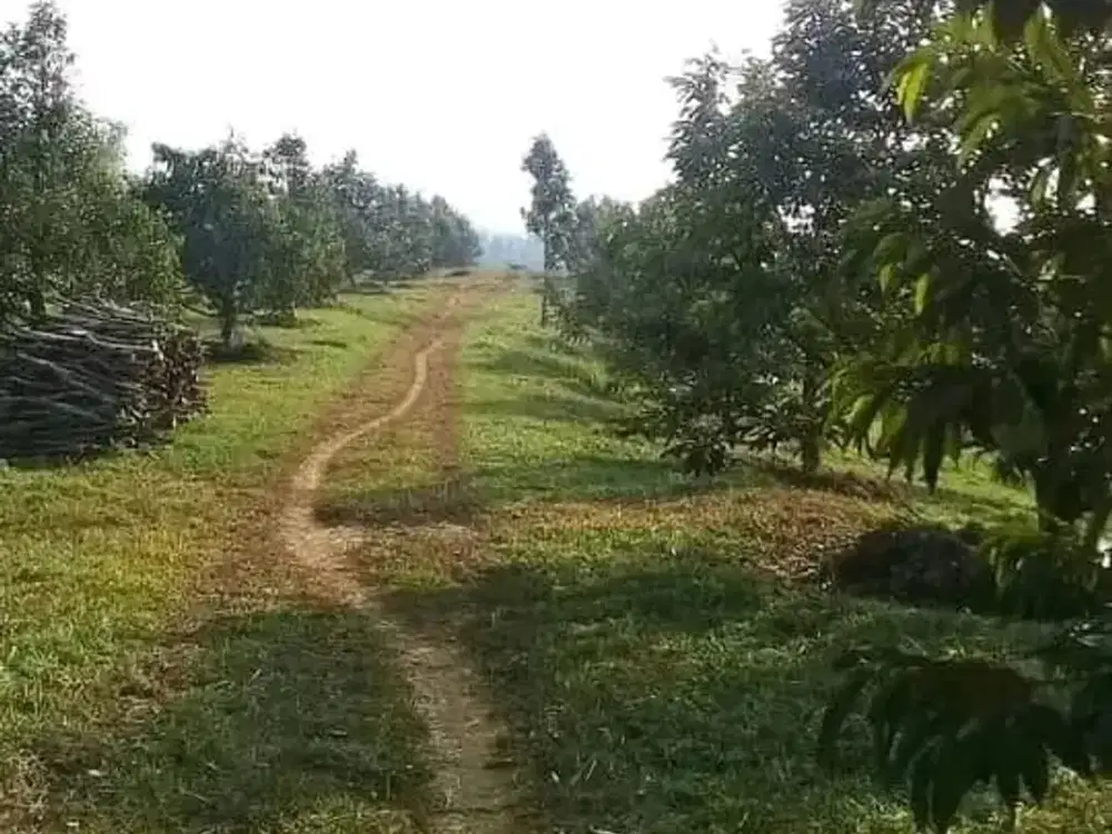 DIJUAL KEBUN DURIAN/ LENGKENG/ CENGKEH