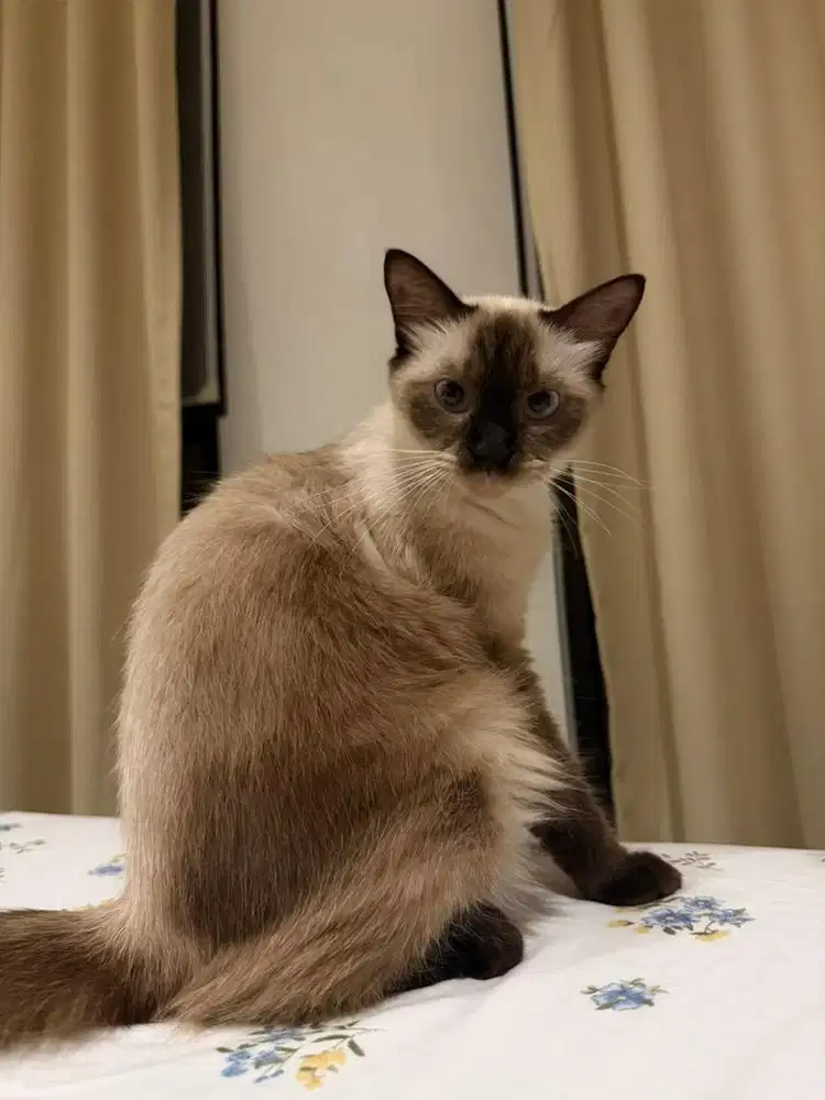 Kucing Siam / Siamese