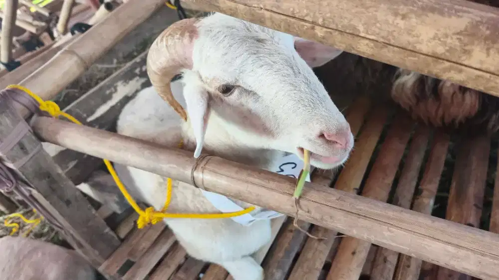 JUAL CEPAT DOMBA QURBAN, NEGO
