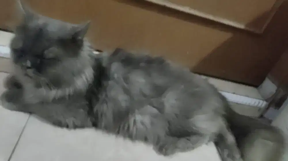 Kucing Persia jantan gendut