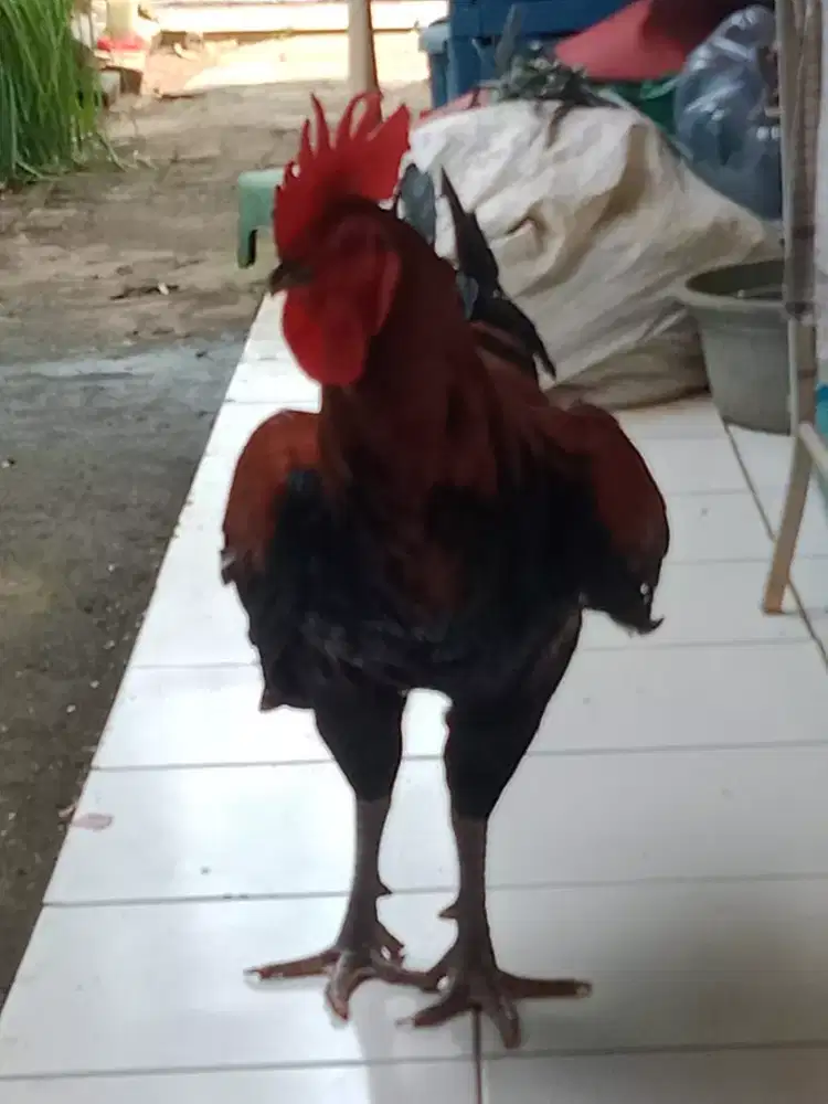Ayam pelung jago