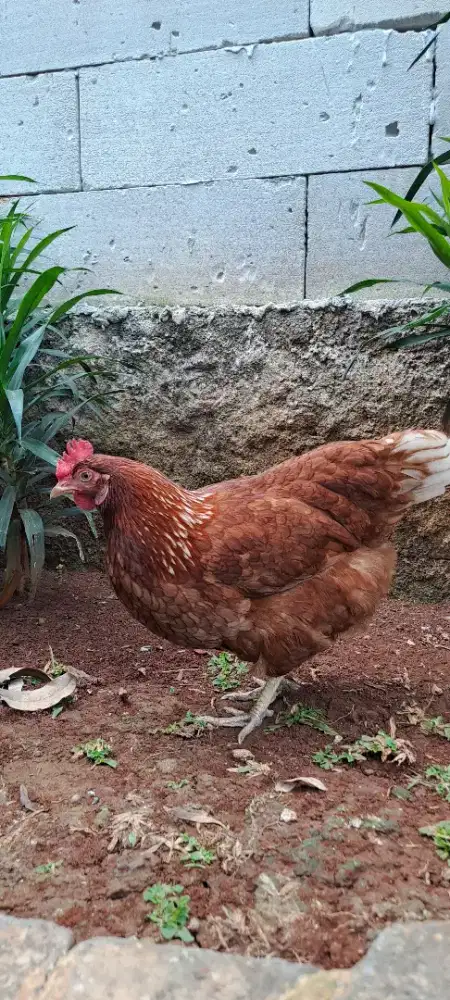 DIJUAL CEPAT AYAM PETELUR SUDAH PRODUKSI TELUR