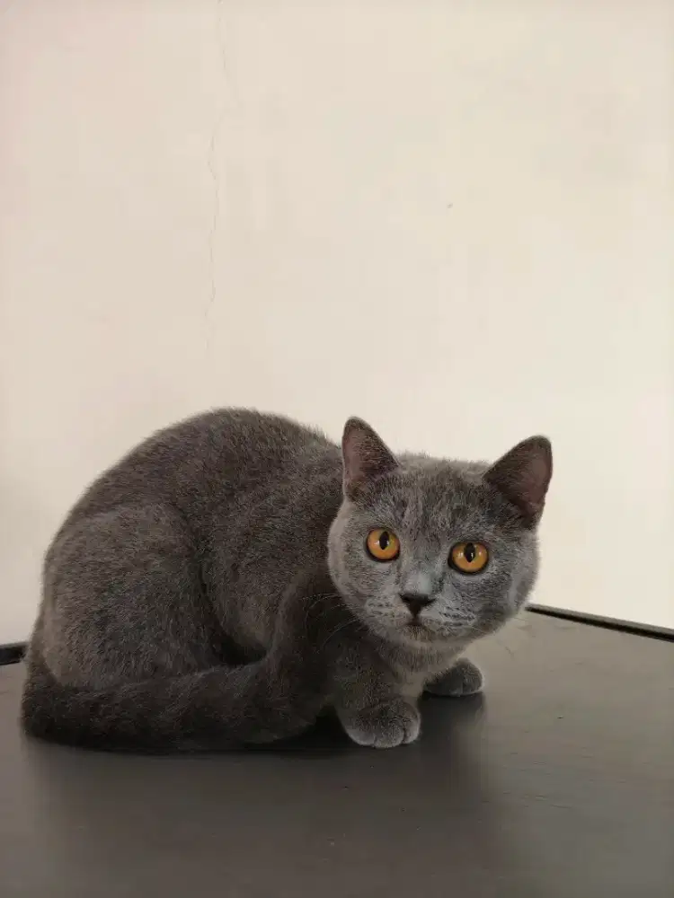 Open Adopsi BSH Gemoy
