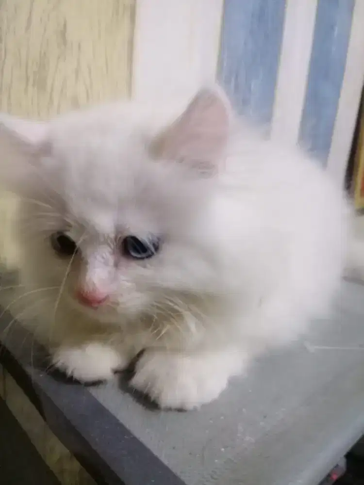 Kitten Persia Putih Solid, Mata Odd Eye