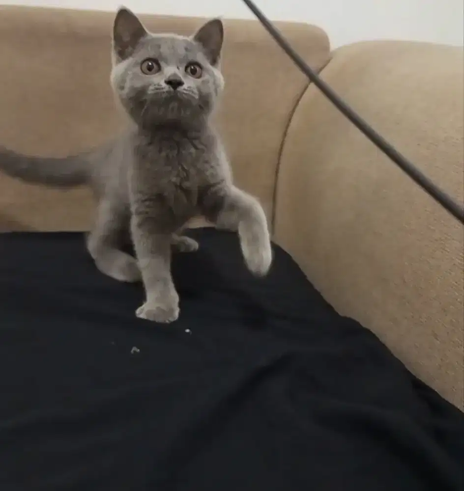 BRITISH SHORTHAIR