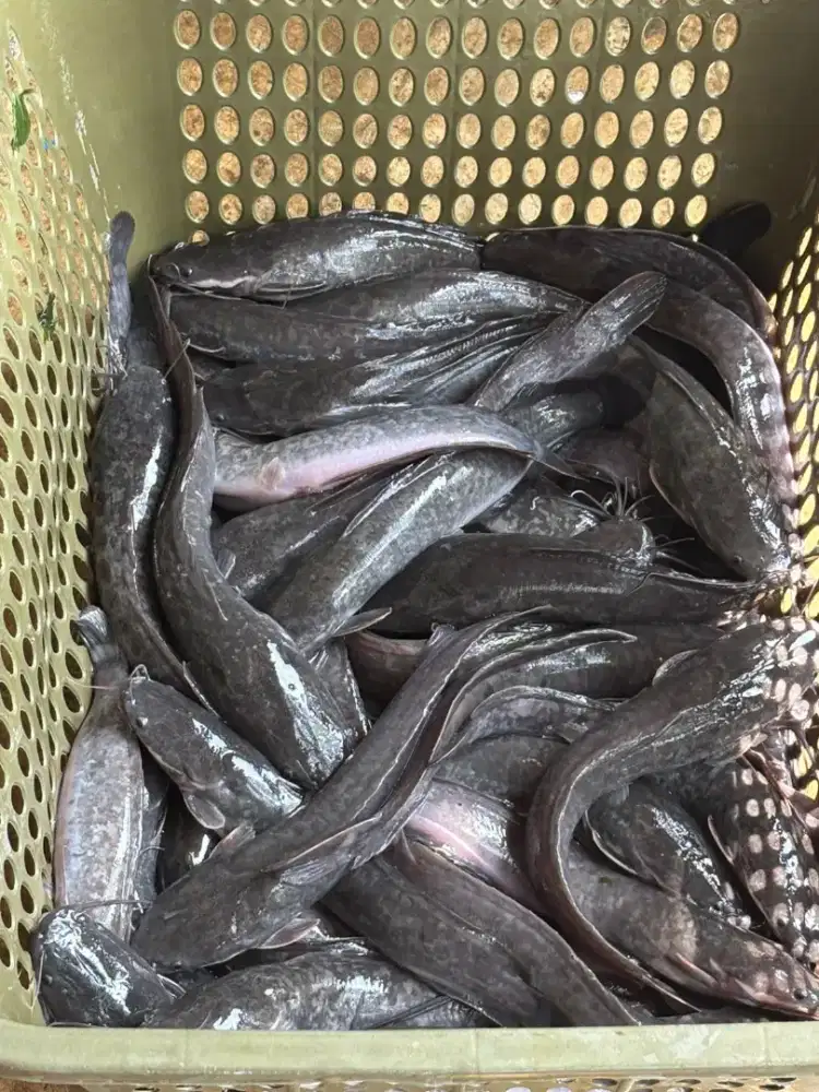 Ikan lele konsumsi