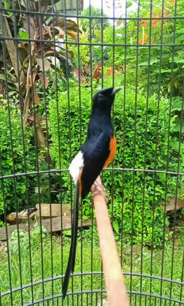 Murai siap gantang