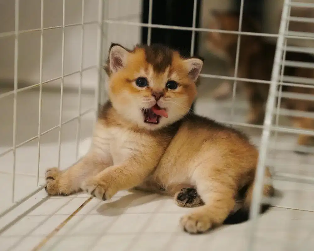 British Short Hair (BSH) Golden