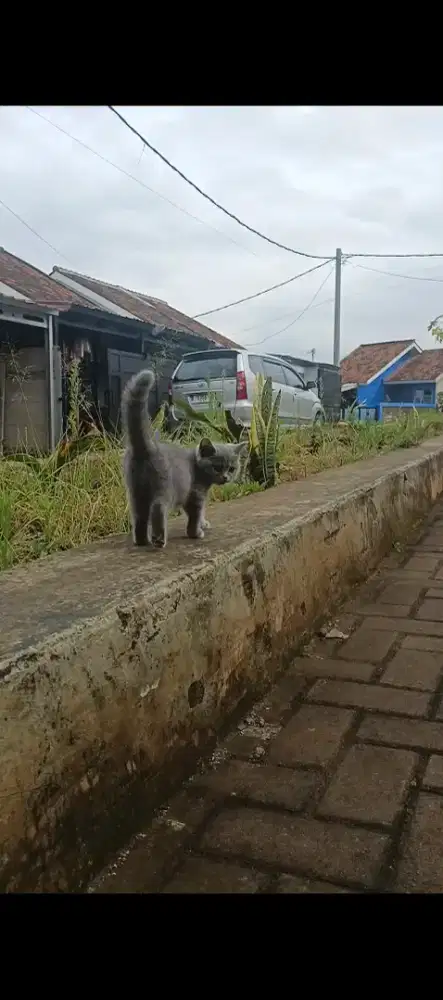 Kucing British Shorthair