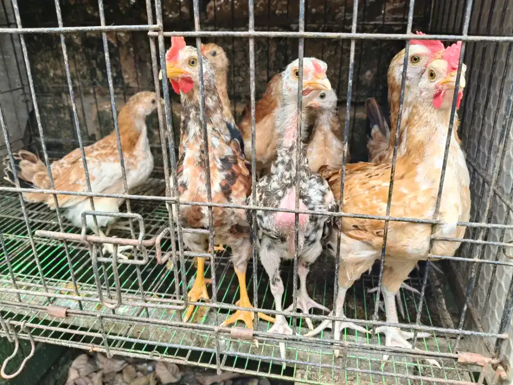 ayam elba umur 2 bulan