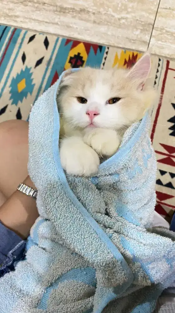 Kucing persia bigbone