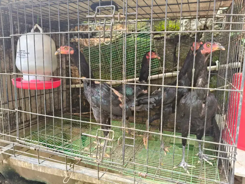 Ayam bangkok, pakhoy, pama, shamo