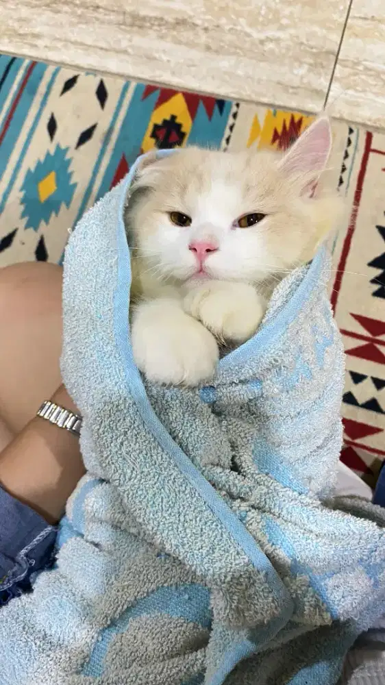 Persia Bigbone lucu gemesh