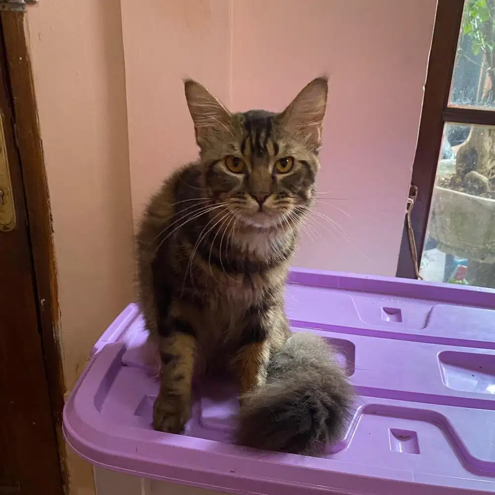 Kucing mainecoon