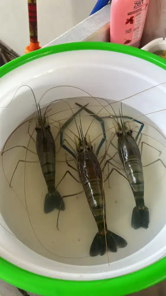 Udang Galah fresh