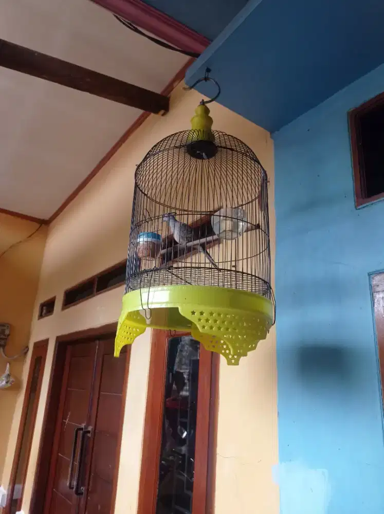 Perkutut lokal gacor