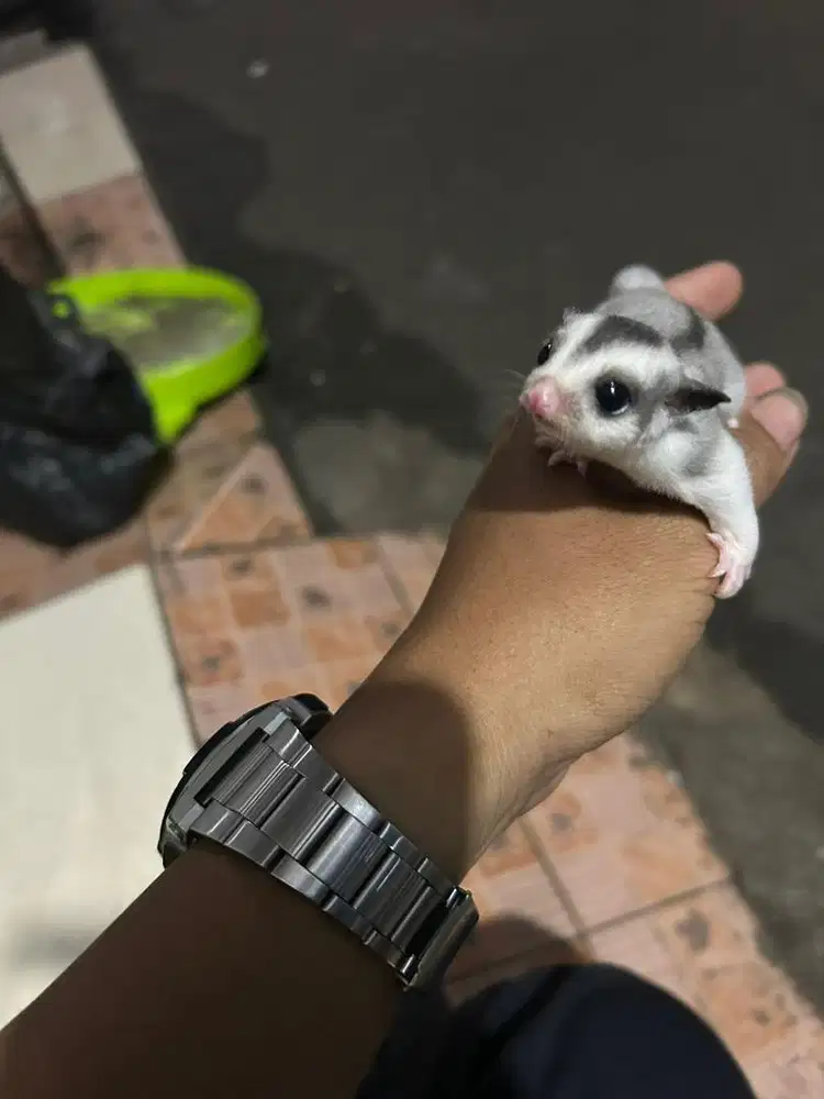 Sugar glider joey