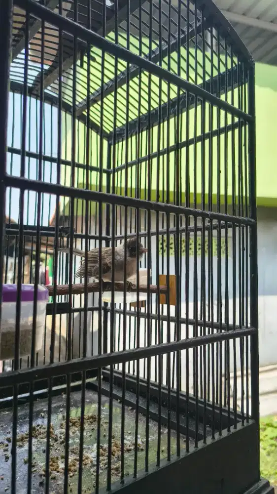 Kutilang anakan jinak total fullset