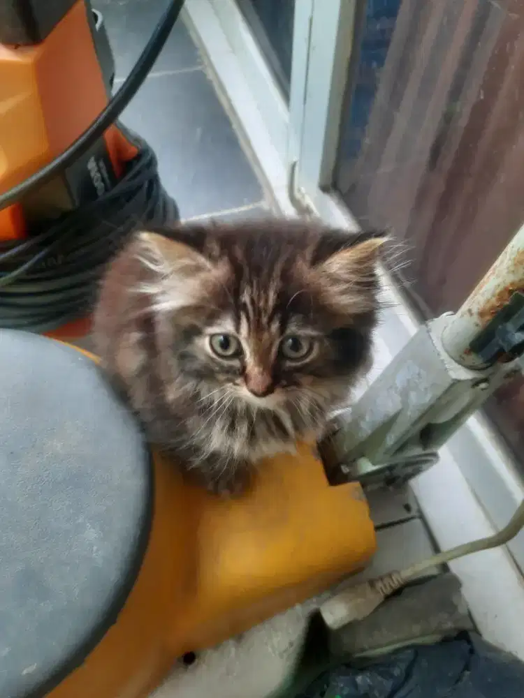 Adop Kitten Persia