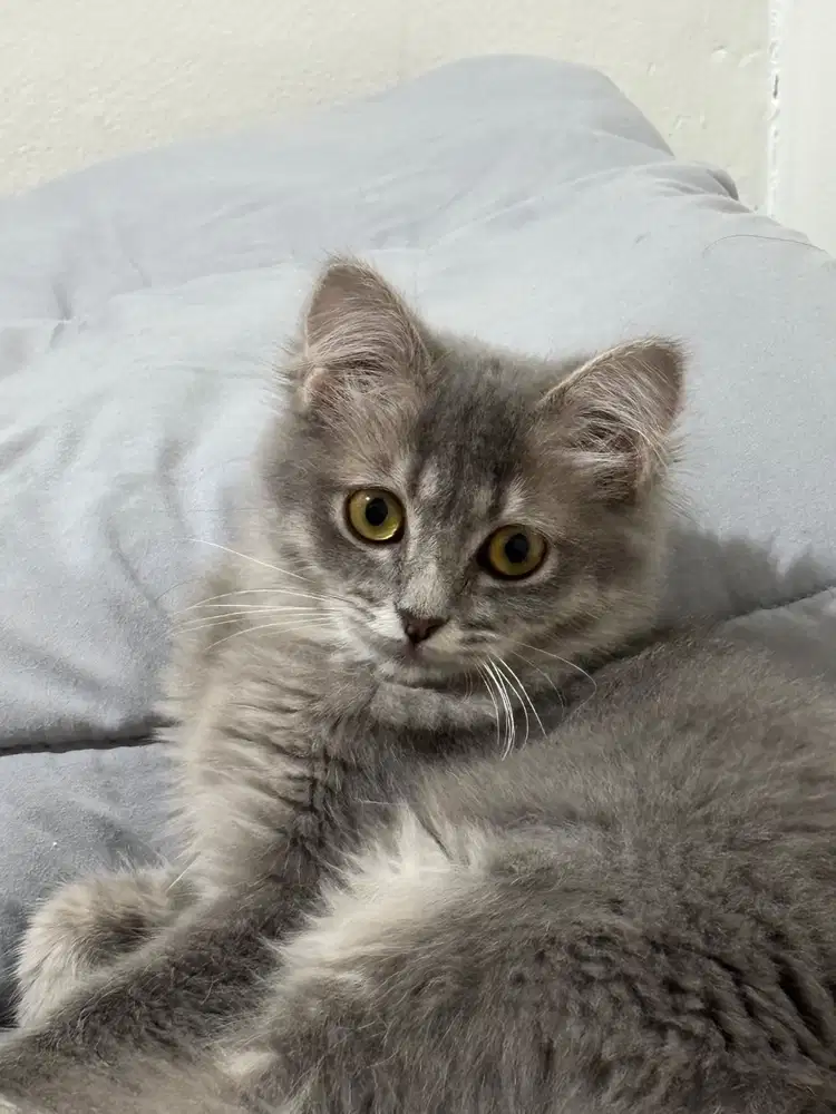 Kitten Persian Betina Abu Jalan 6 Bulan Sudah Vaksin Pertama