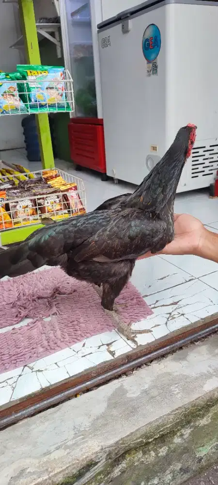 Ayam Batina Babon