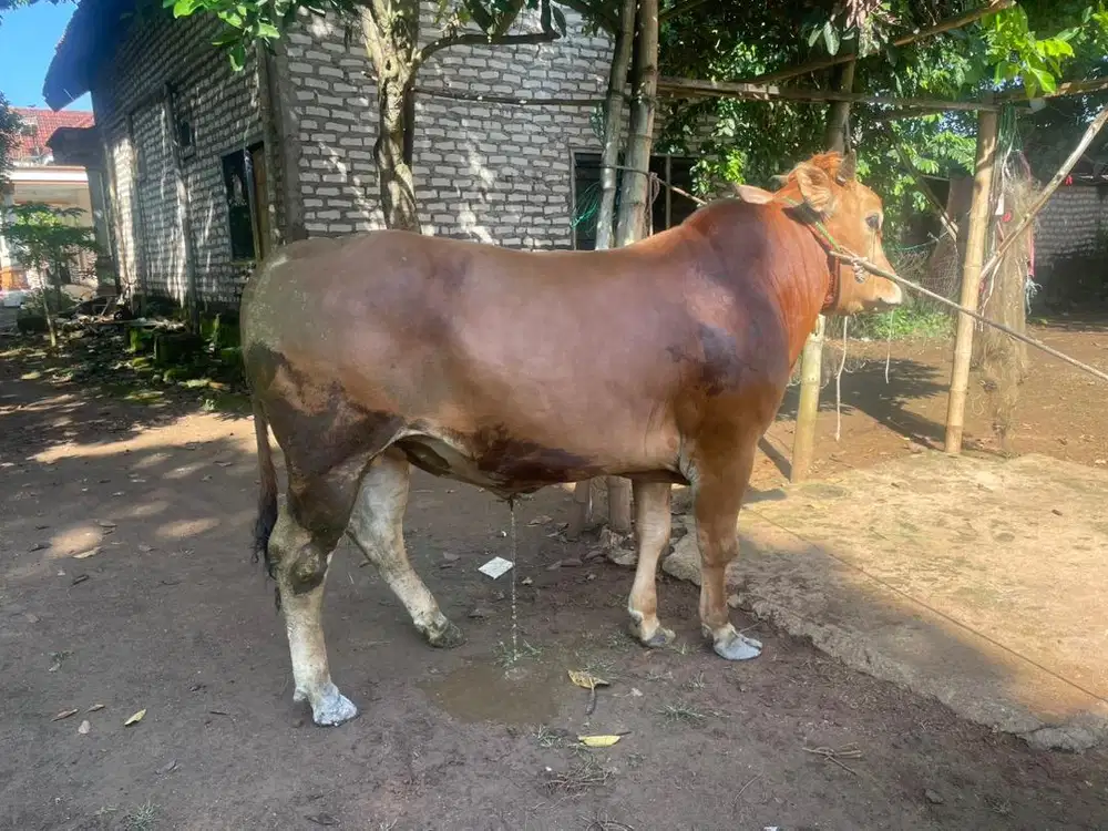 Sapi Qurban Harga Grosiran