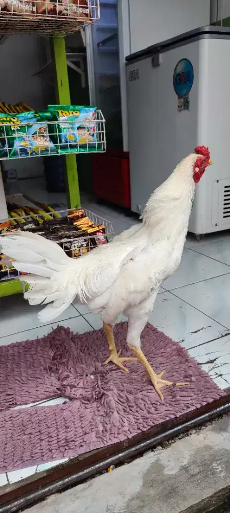 Jual Ayam Jantan