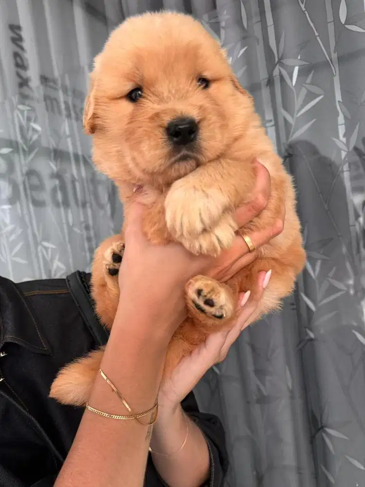 Golden retriever puppies