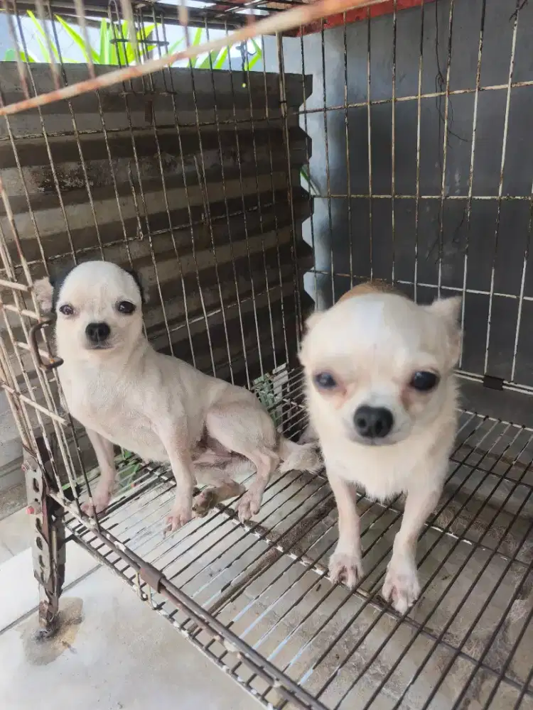 Chihuahua sepasang