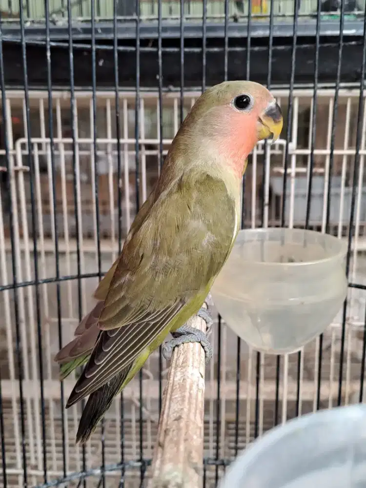Lovebird Paud Nonklep Olive