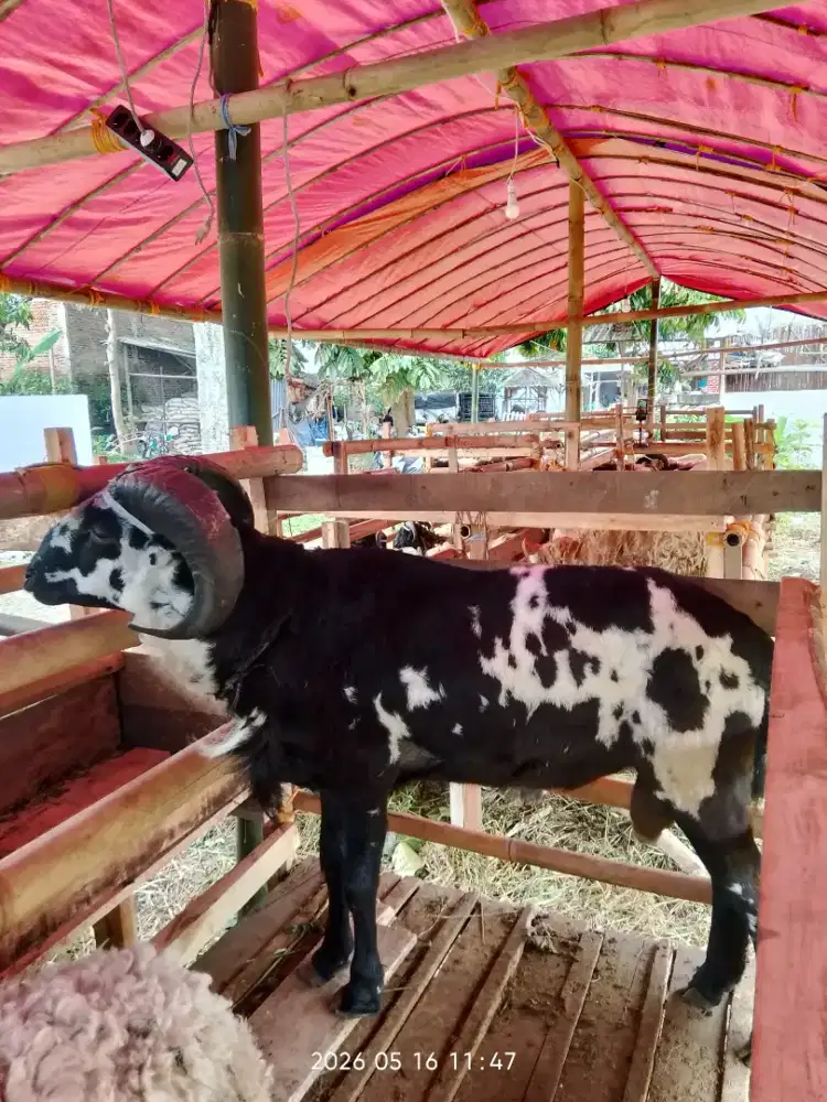 Domba Super sadulur