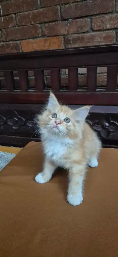 Kucing Mainecoon