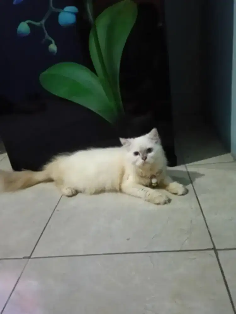 Kucing persia himalayan