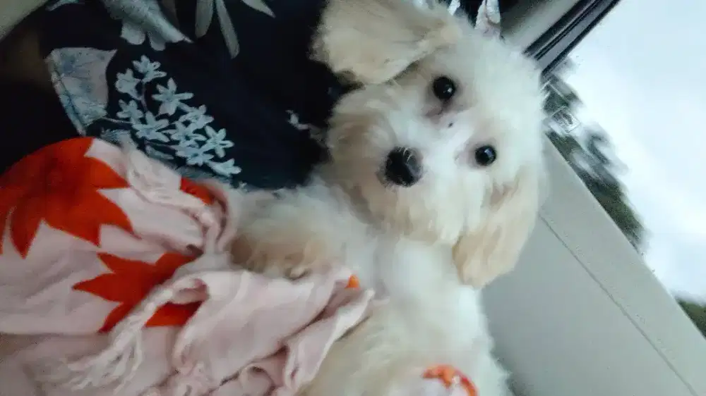 Anjing toypoodle
