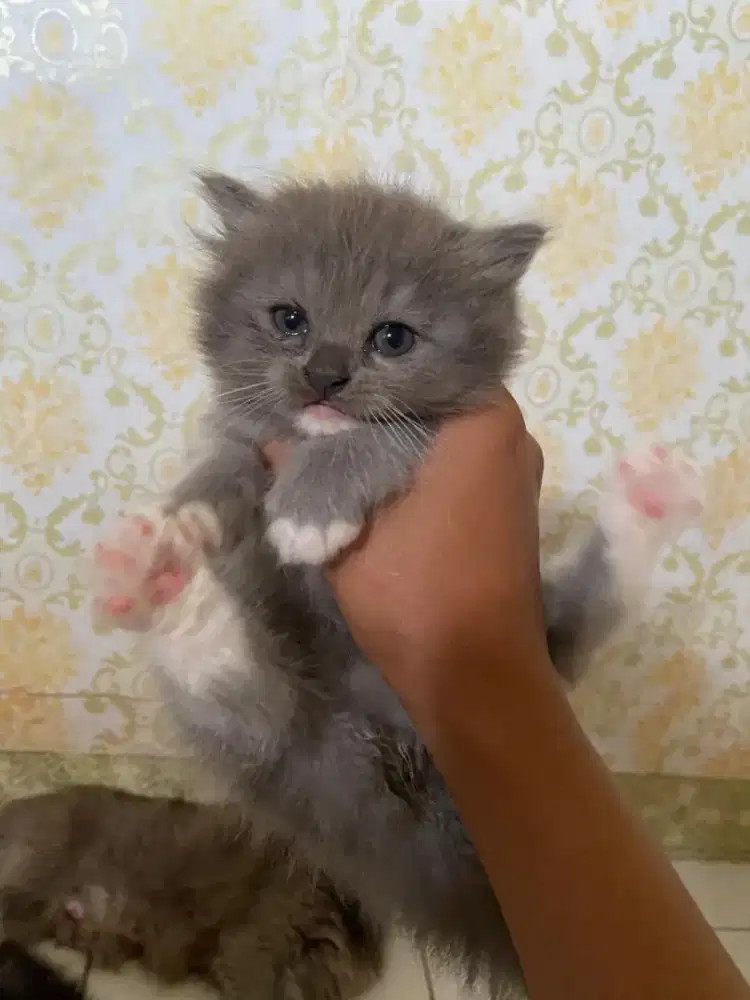 KITTEN PERSIA MEDIUM