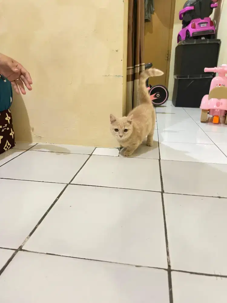 Kucing Munchkin BSH/kaki pendek Brittish cream/cebol British shorthair