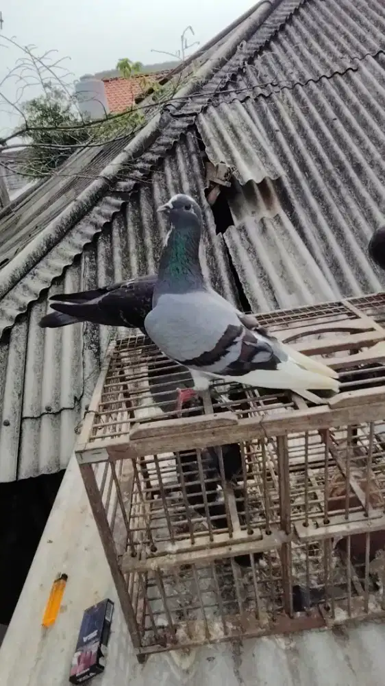 Burung dara merpati borongan dan pasangan