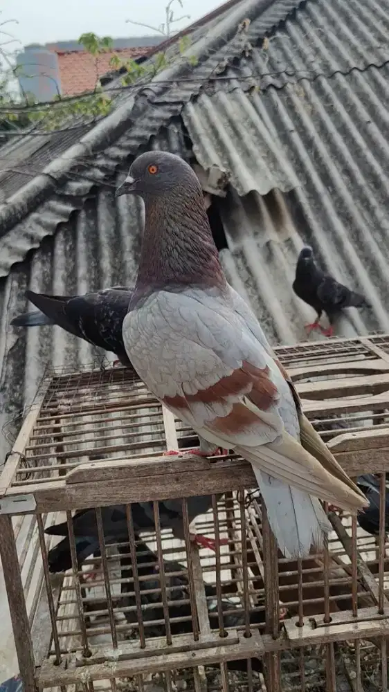 Burung dara merpati 5 pasang borongan dan pasangan