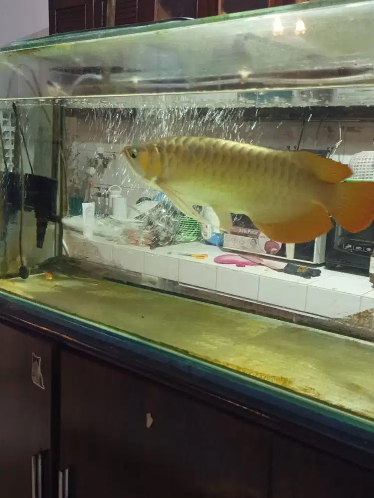 Arwana Super Red Asli kalimantan Bersertifikat 40 cm + Aquarium