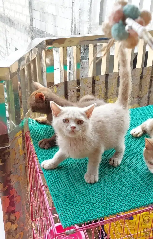 Bsh lilac jantan