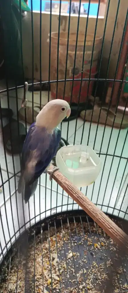 Burung Love bird violet