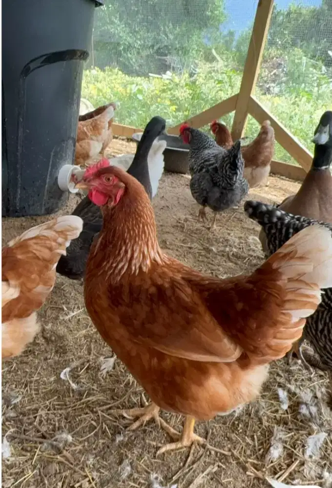 Ayam petelur siap produksi