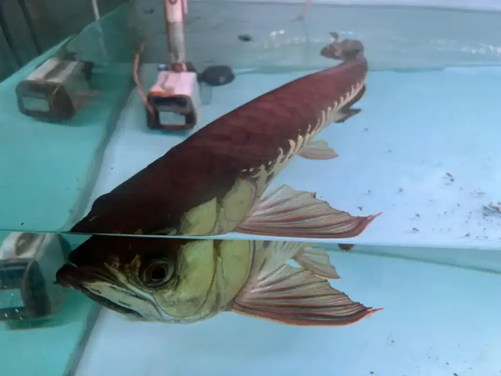 Jual ikan arowana golden