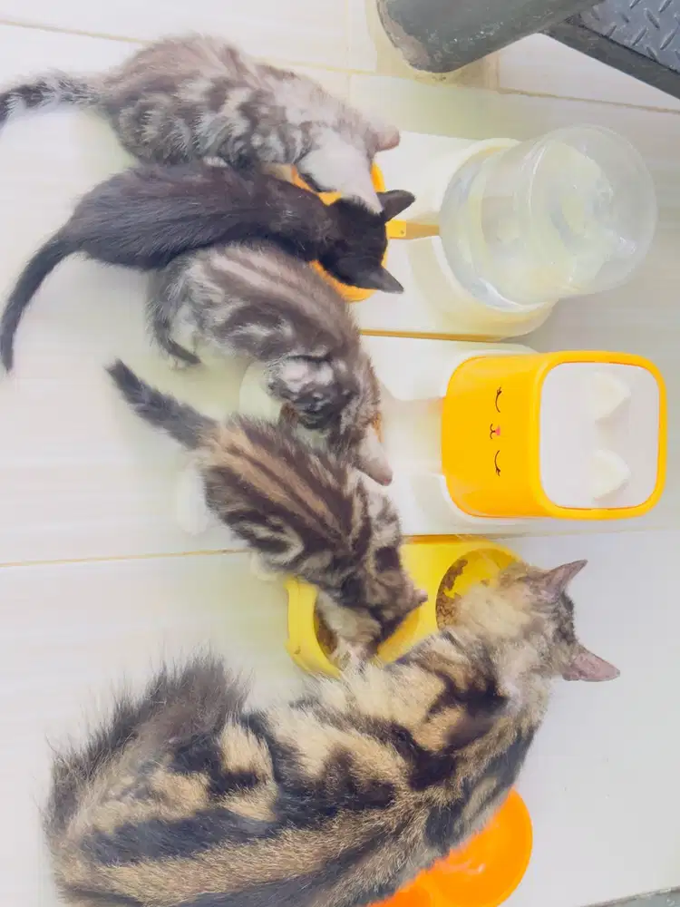 Tabi belang Kitten