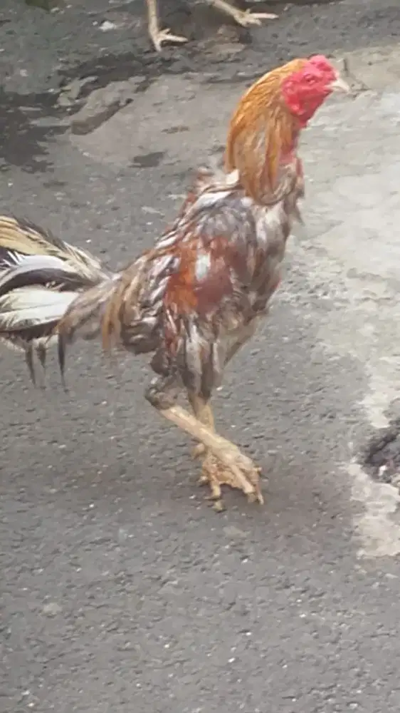 Ayam Birma telor biru