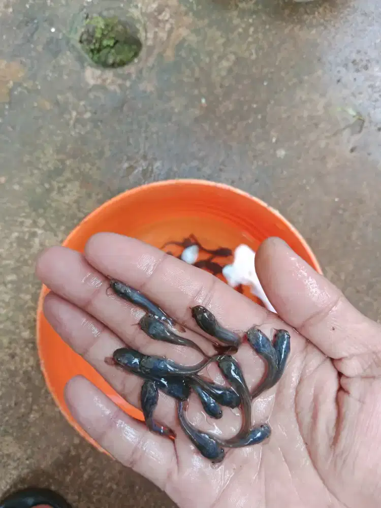 Ikan lele ukuran 3-4 cm paket isi 50 ekor