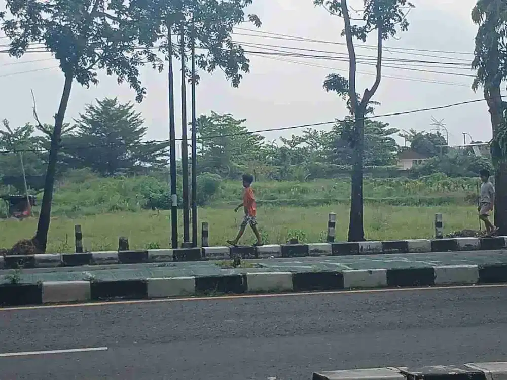sawah Trihanggo gamping
