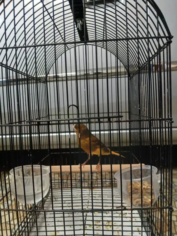 Kenari lokal muda dah belajar bunyi