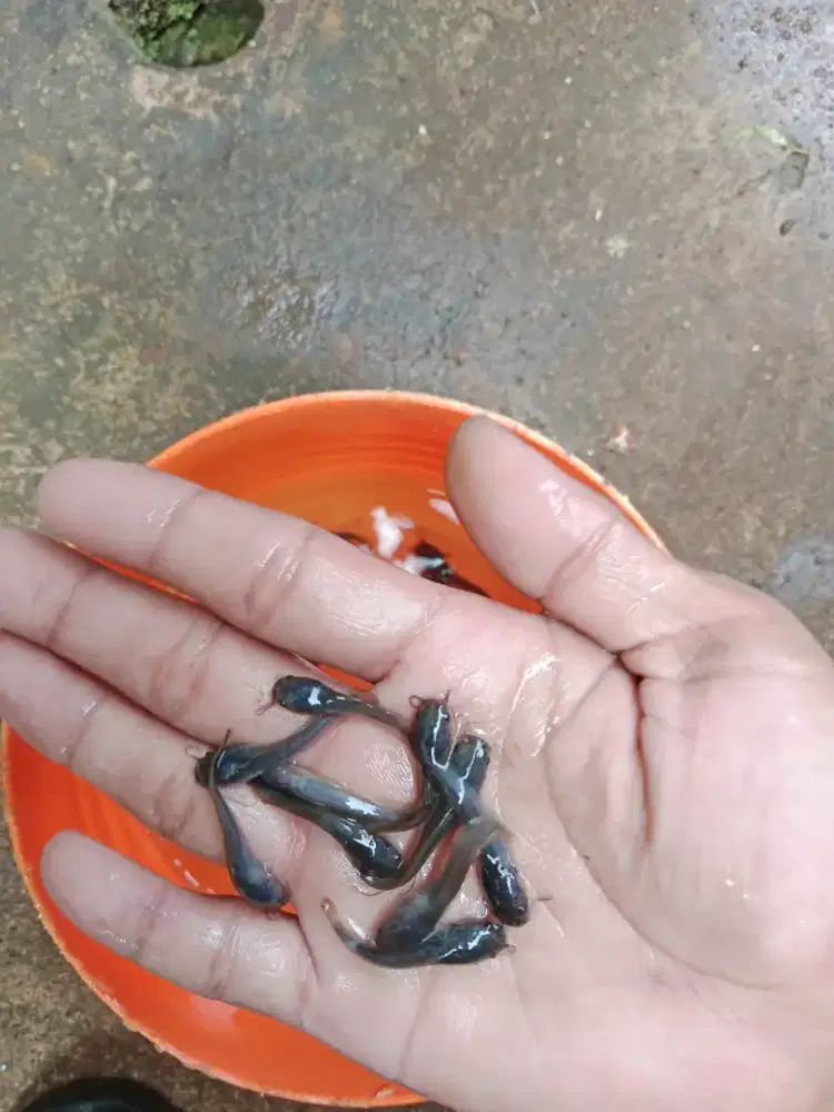 Bibit ikan lele ukuran 2-3 cm isi 500 ekor