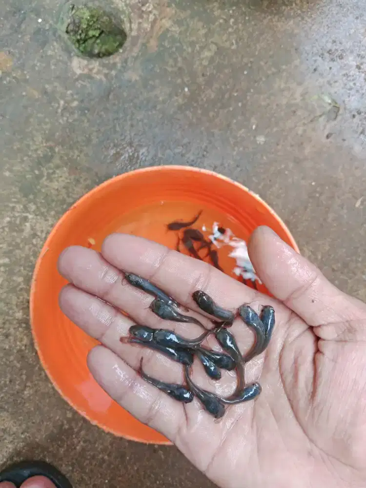 Bibit ikan lele ukuran 3-4 cm isi 1000 ekor